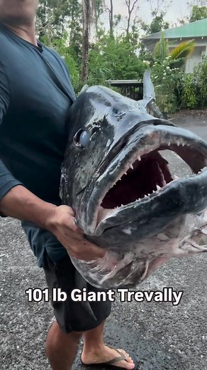 101 lb Ulua (Giant Trevally) gyotaku fish-print! 🔥 This masssive Ulua crossed the 100 lb mark, a lifelong goal for many shore fishermen here in Hawaii. After creating a gyotaku impression, I took it one step further and created a custom resin mount. Ulua are known for their power and aggression. Heavy monofilament line and sometimes wire leader is used to bring in these giant fish. They are know to eat eel, octopus, lobster and various types of fish including smaller Trevally. Congratulations t