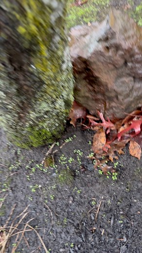 come find this custom powder coated fastback. This is the black candy. #ScavengerHunt #hunt #powdercoated #fastback #custom #powdercoat #vancouver #Washington | Eduardo Lopez