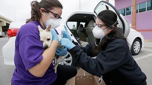 El Paso Animal Services department offers free pet vaccinations and microchips Sunday