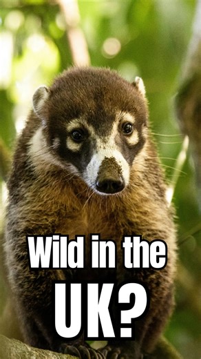 66K views · 1.1K reactions | Are these the strangest Alien Animals that have been found in the UK? #wildlife #nature #alienspecies #nonnative #alienanimals | A Shot Of Wildlife | Facebook