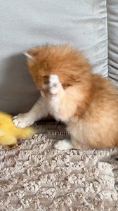 324K views · 7.6K reactions | Kittens and ducklings funny #kitten #cats #cuteness #virals #ducklings #ducks #kitty #reelsviralfb #reelsfb #shortsviral #foryoupage #reelsofinstagram #cat #cats #catlover #fyp #foryou#cutenessoverloaded #adorable #funny | Hello Skitty | Facebook