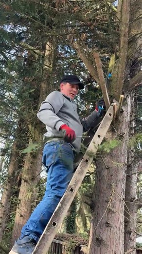 #pourtoiii #les aventures de Pinocchio #arbre #tempête #élinguer