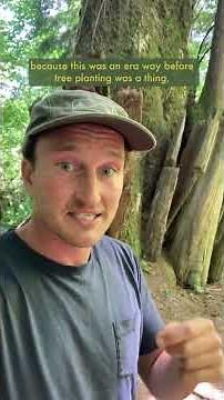 Whats going on with this crazy Sitka Spruce tree?!