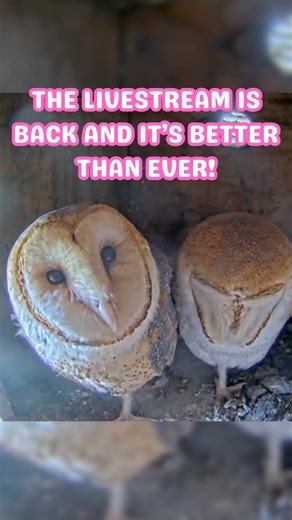 Ramona Barn Owls | RBO on Instagram: "Our livestream is back and better than ever! 🦉🎉 We took the stream offline briefly because it was time for a major system upgrade, and wow it was worth it 😱 We’ve added upgraded cameras, improved hardware, a stronger computer system, internet extenders for better connectivity, and even a weather station. All of this means a clearer, more detailed view of the owls and other wildlife that stop by, more reliable streaming, and far less downtime overall. Than