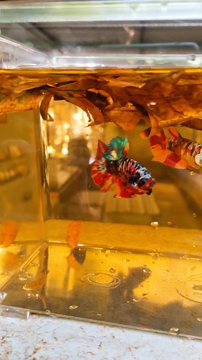 Don't worry, he's just excited 🤣 #CandyGalaxy#multi#betta#breed#excited#