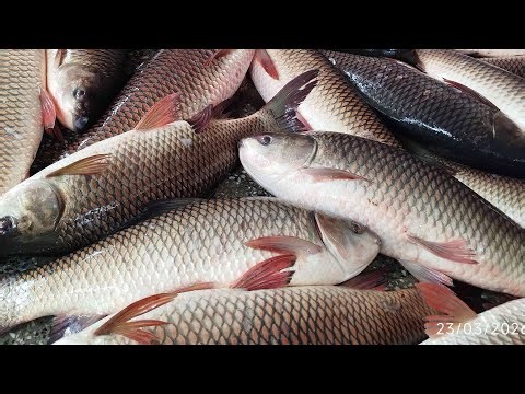 সকল প্রকারের মাছের দাম জানতে চোখ রাখুন আমাদের চ্যানেলে সাতক্ষীরা জেলা মহেশ্বর কাটি মাছ বাজার