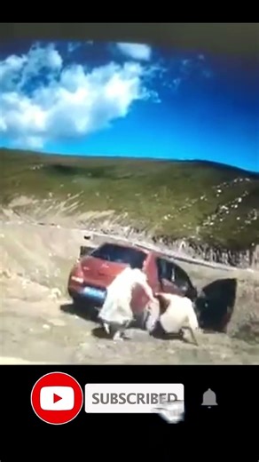 Car falls off cliff with passenger still inside #shorts
