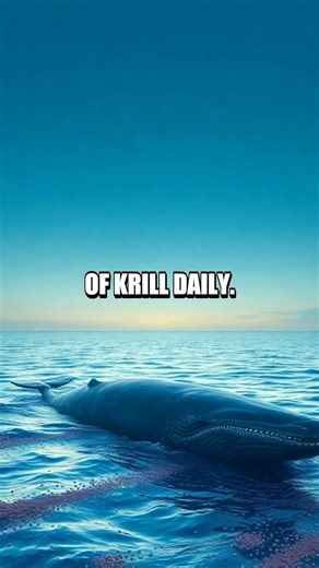 The Car-Sized Heart of a Giant Blue Whale