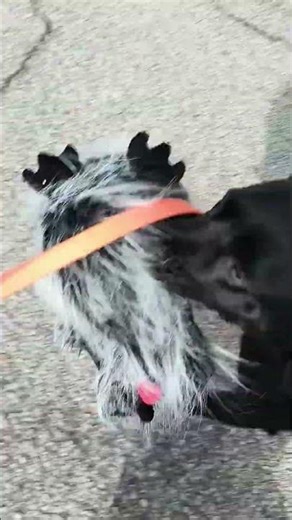 Miss Lulu selects a fuzzy duck err, make that a fuzzy 🐔 for her toy.