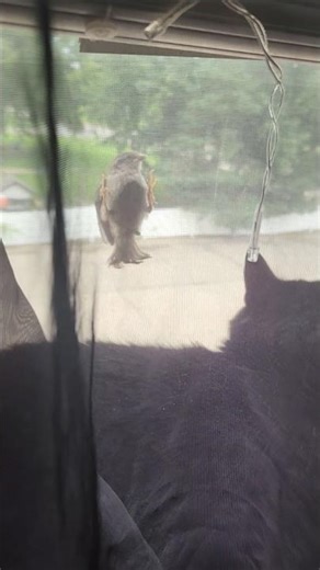 Bird teasing cat 😄 #cute #funny #cat #bird #blackcat #fyp #animals