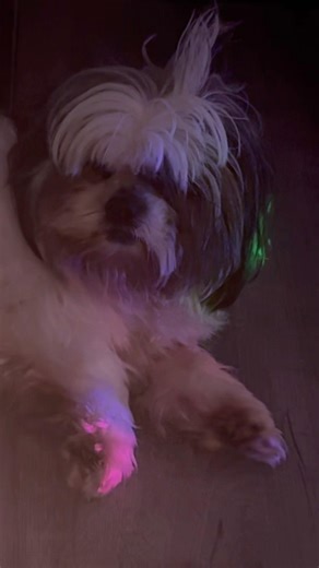 When my humans like to party ! #karaoke #nye #2026 #newyear #nico #shihtzu #ophelia #taylorswift