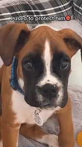 24K views · 612 reactions | protective_guard_dog_thats_for_sure #boxer #dog #viralsreel #fbreels #foryou | Boxer Fan's | Facebook