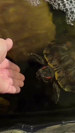 Turtle Kisses- is your pet Affectionate? #Shorts #Turtle #Kisses #Animals #ForYou #PetLovers #Pets