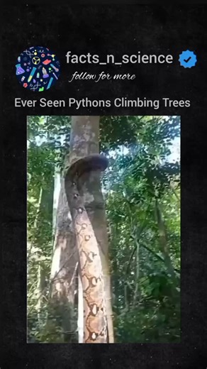 facts_n_science | In this mesmerizing footage, a massive python demonstrates how they b climb a vertical tree trunk without a single bone in its limbs. Using... | Instagram