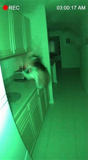 🔥 3AM Fire Starts in Kitchen… But This Brave Dog Saves the Entire Family | CCTV Footage