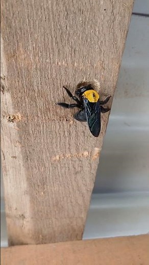 Carpenter Bee (Xylocopa) Boring Nest Hole into Wooden Beam - Black and Yellow Bee Infestation 5