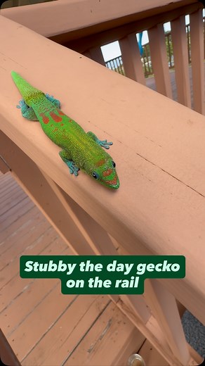 Stubby the day gecko on the rail #gecko #lizard #reptile #cuteanimals #funnyanimals #funnyreels | geckgoals