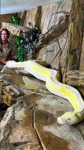 Got a beautiful albino python here 🐍 she’s stunning!