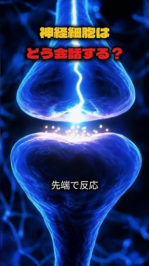 神経細胞が情報を伝える仕組み