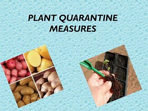 PLANT QUARANTINE MEASURES - SlideServe