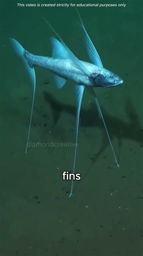 Why This Deep Sea Fish Has Three Legs! 🐟😱
