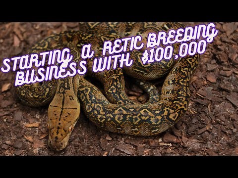 Starting a retic breeding business with $100,000