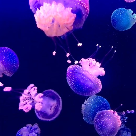 Today is #WorldJellyfishDay! These fascinating creatures have no bones, brains, eyes, or hearts, but we still love them 💙🪼...and they've been around since before the time of dinosaurs! #marinebiology | Discovery