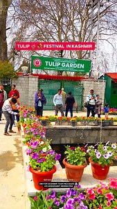 The Tulip Festival in Kashmir is an annual spring celebration held at the Indira Gandhi Memorial Tulip Garden in Srinagar, Asia’s largest tulip garden. Typically occurring from late March to mid-April, the festival showcases over 1.5 million tulips of more than 60 varieties on the foothills of the Zabarwan Range overlooking Dal Lake. Location: Indira Gandhi Memorial Tulip Garden, Srinagar, Jammu & Kashmir. Timing: The garden usually opens in the last week of March, with peak bloom occurring in m