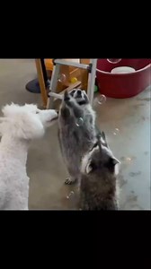 Bubble catching game! 😍 - 🎥 Via @raccoonvillage . . . #raccoonbaby #raccoongram #raccoonartlife #raccoon #raccoonofinstagram #raccoonlove #raccoonlife #raccoonmemes #Raccoons | We Love Raccoon