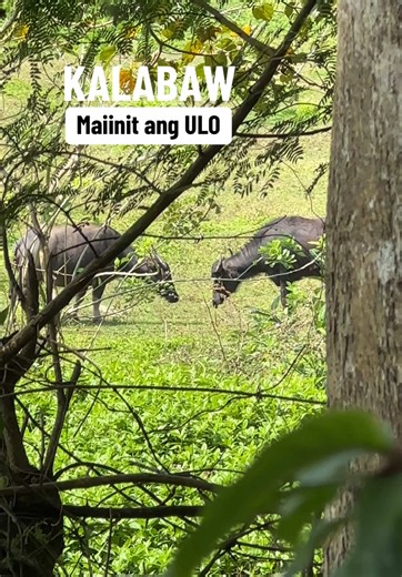 Kalabaw Fighting: Nakakaaliw na Carabao Videos