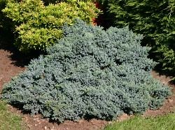 Blauer Zwerg-Wacholder 'Blue Star' - Juniperus squamata 'Blue Star'