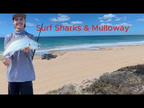 Surf Fishing For Mulloway But We Caught Some Strange Stuff Too! (Perth Beach fishing)
