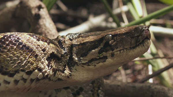 Swamp People: Serpent Invasion Season 4 Episode 6 Path of Destruction