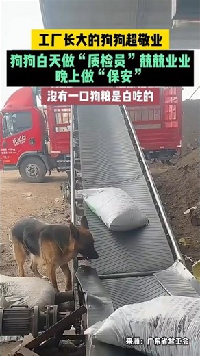 🇨🇳 职场模范：工厂里的全能“汪工” 🇬🇧 Workplace Role Model: The All-Rounder “Wang Worker”