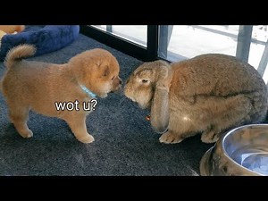 Shiba Inu Puppies Finally Meet Bun Bun! Highly Anticipated Video ❤️