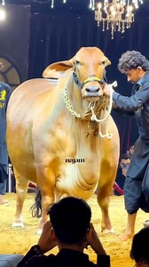 2.7K views · 54 reactions | BEMISAAL BY ONE & ONLY FINE CATTLE FARM | Karachi Mandi Scnz | Facebook