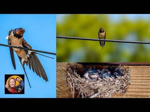 🔴 LIVE Barn Swallow Nest | Baby Swallows Being Fed All Day by Parents | Bird Watching Cam