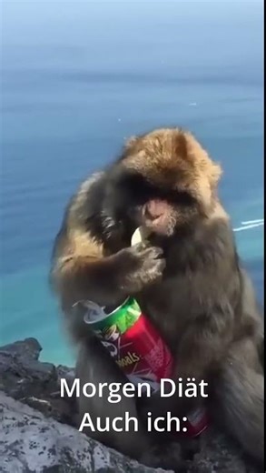 Affe Diät #Shorts #AnimalShorts #funnyanimals #memesdaily #funnyshorts #petlovers