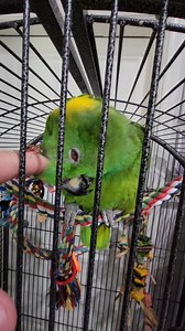 Yellow naped Amazon Available for adoption - Rex. Message me to set an appointment to meet him and all of the other amazing companions here at PPR! | Paradise Parrot Rescue