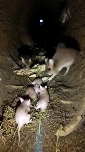 Tiny Camera on a Field Mouse Reveals a Hidden Underground Colony | Real POV Nature Documentary