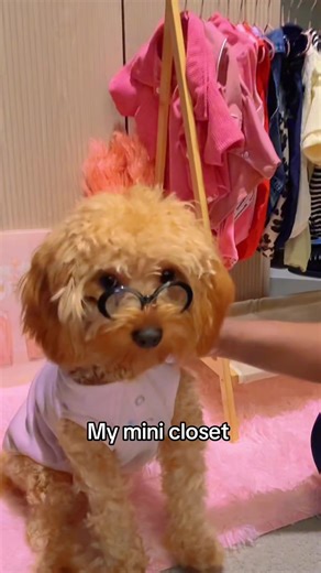 Cavapoo Drip #dogmom #dogwardrobe #doginfluencer | dog clothes