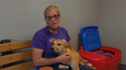 10K views · 131 reactions | Alana, a six-month-old dog at the Lenoir County SPCA, is looking for a forever home. Despite being one of the shelter's longer residents, Alana remains a playful and happy pup. https://wcti12.com/news/local/meet-alana-lenoir-county-spcas-playful-pup-seeks-a-loving-home | WCTI News 12 | Facebook
