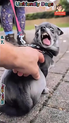 Top 7 Dogs Who Don't Want New Friends! 😂🐕‍🦺 #dogs #pets #petvideos