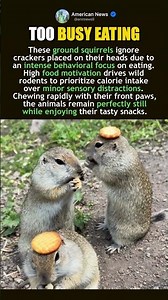 GROUND SQUIRRELS STAY FOCUSED