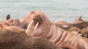 Nature - Walrus: Life on Thin Ice - Twin Cities PBS