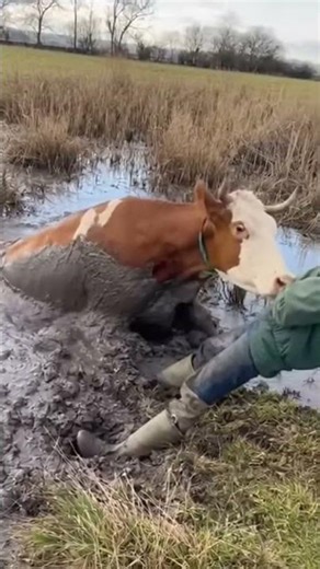 Watch This Cow's Amazing Mud Escape