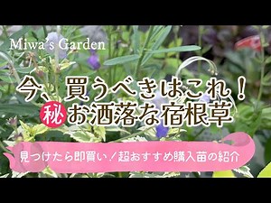 【ガーデニング🌿おすすめ秋植え宿根草】庭の景色に変化を生み出す🌺おしゃれな購入苗の紹介＊秋の庭づくり