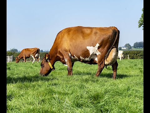Ayrshire cattle breed promotion video