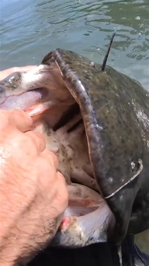 Catfish Teeth: Understanding the Second Layer in a Catfish Throat