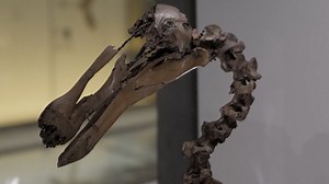 8.4K views · 99 reactions | An AI experiment at the Cambridge Museum of Zoology enables visitors to talk to a dodo — an extinct bird last seen in the 17th century. | DW News | Facebook